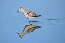 Image result for Calidris himantopus