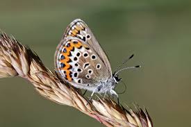 Attēlu rezultāti vaicājumam “Plebejus argus / Plebejus idas”
