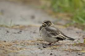 Attēlu rezultāti vaicājumam “Motacilla alba juvenile”
