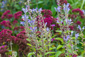 Image result for Priona Tuinen