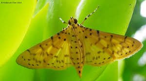 Attēlu rezultāti vaicājumam “Anacampsis blatariella”