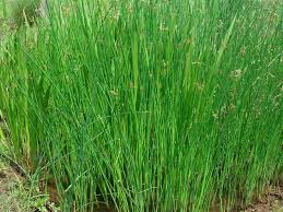 Attēlu rezultāti vaicājumam “Schoenoplectus lacustris subsp. glaucus flower”