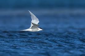 Image result for Gelochelidon nilotica