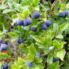 Attēlu rezultāti vaicājumam “Prunus domestica subsp. insitita”