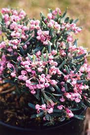 Attēlu rezultāti vaicājumam “Andromeda polifolia bud”