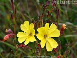 Attēlu rezultāti vaicājumam “Oenothera biennis flower”