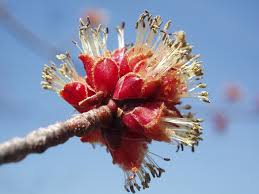 Attēlu rezultāti vaicājumam “Acer saccharinum flower”