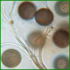 Attēlu rezultāti vaicājumam “Lamproderma gulielmae macro”