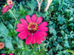 Image result for Zinnia violacea