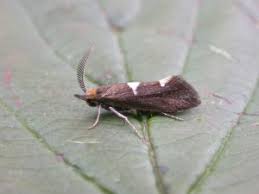 Attēlu rezultāti vaicājumam “Incurvariidae”