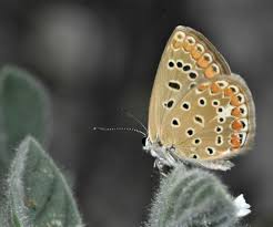 Attēlu rezultāti vaicājumam “Polyommatus icarus female”