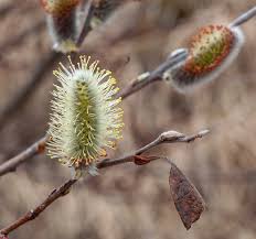 Attēlu rezultāti vaicājumam “Salix lapponum”