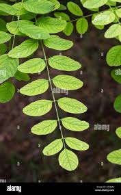 Attēlu rezultāti vaicājumam “Robinia pseudoacacia”