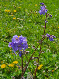 Attēlu rezultāti vaicājumam “Polemonium caeruleum leaf”