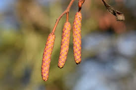 Attēlu rezultāti vaicājumam “Alnus incana female flower”