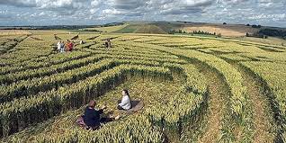 Image result for crop circles