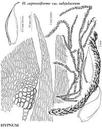Attēlu rezultāti vaicājumam “Hypnum cupressiforme var. lacunosum sporophyte”