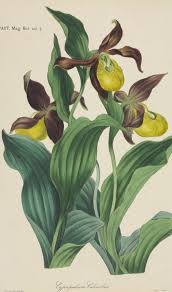 Attēlu rezultāti vaicājumam “Cypripedium calceolus”
