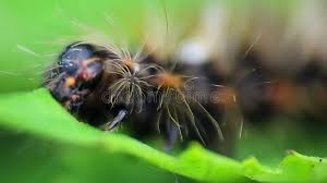 Attēlu rezultāti vaicājumam “Acronicta rumicis imago”