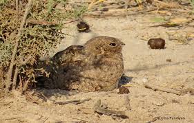 Image result for Caprimulgus aegyptius