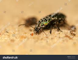 Attēlu rezultāti vaicājumam “Poecilus cupreus”