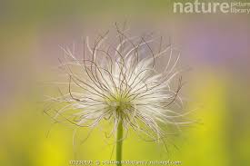 Attēlu rezultāti vaicājumam “Pulsatilla pratensis flower”