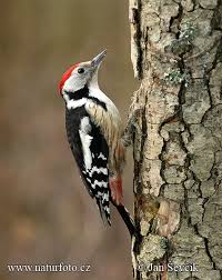 Attēlu rezultāti vaicājumam “Dendrocopos medius adult”