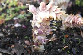 Attēlu rezultāti vaicājumam “Lathraea squamaria”