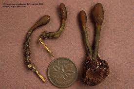 Attēlu rezultāti vaicājumam “Cordyceps ophioglossoides”