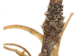 Attēlu rezultāti vaicājumam “Dicranodontium denudatum”