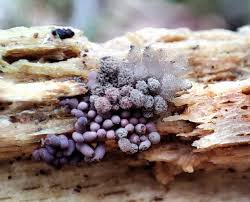 Attēlu rezultāti vaicājumam “Heterotrichia ferruginea (syn. Arcyria ferruginea) stalked”