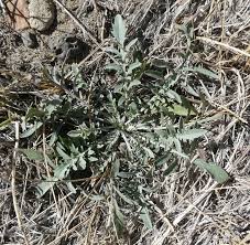Attēlu rezultāti vaicājumam “Centaurea stoebe fruit”