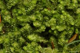 Attēlu rezultāti vaicājumam “Trilophozia quinquedentata”