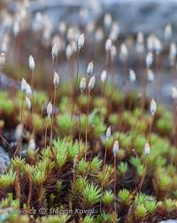 Attēlu rezultāti vaicājumam “Pogonatum urnigerum macro”