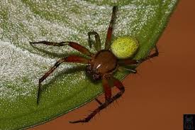 Attēlu rezultāti vaicājumam “Araniella male”