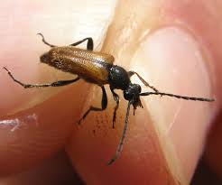 Attēlu rezultāti vaicājumam “Pseudovadonia livida”