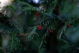 Attēlu rezultāti vaicājumam “Taxus wallichiana”