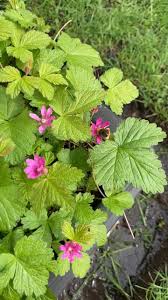 Attēlu rezultāti vaicājumam “Rubus arcticus”