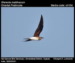 Image result for Glareola maldivarum