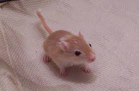 Attēlu rezultāti vaicājumam “Muridae”