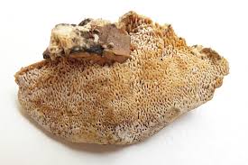 Attēlu rezultāti vaicājumam “Antrodia malicola”