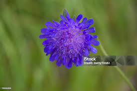 Attēlu rezultāti vaicājumam “Cyanus segetum”