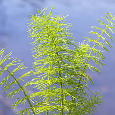 Attēlu rezultāti vaicājumam “Equisetum pratense”