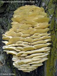 Attēlu rezultāti vaicājumam “Climacodon septentrionalis”