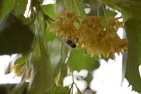 Attēlu rezultāti vaicājumam “Tilia tomentosa flower”
