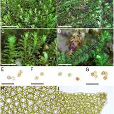 Attēlu rezultāti vaicājumam “Lophozia”