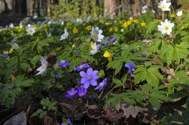Attēlu rezultāti vaicājumam “Anemone ranunculoides bud”