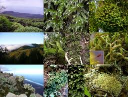 Attēlu rezultāti vaicājumam “Isothecium myosuroides sporophyte”