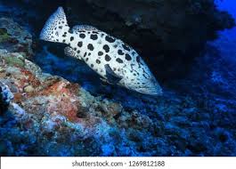 Image result for Epinephelus tukula
