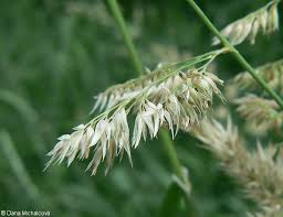 Attēlu rezultāti vaicājumam “Phalaroides arundinacea”